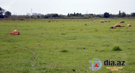 Belə davam edərsə, qucağına almağa cücə də tampayacaq...