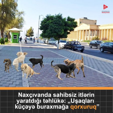 Naxçıvanda İT YİYƏSİNİ TANIMIR...