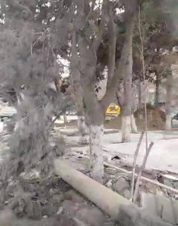 Bakıda yaşıllığa VƏHŞİ MÜNASİBƏTİ... Bakıda yaşıllığa VƏHŞİ MÜNASİBƏTİ...